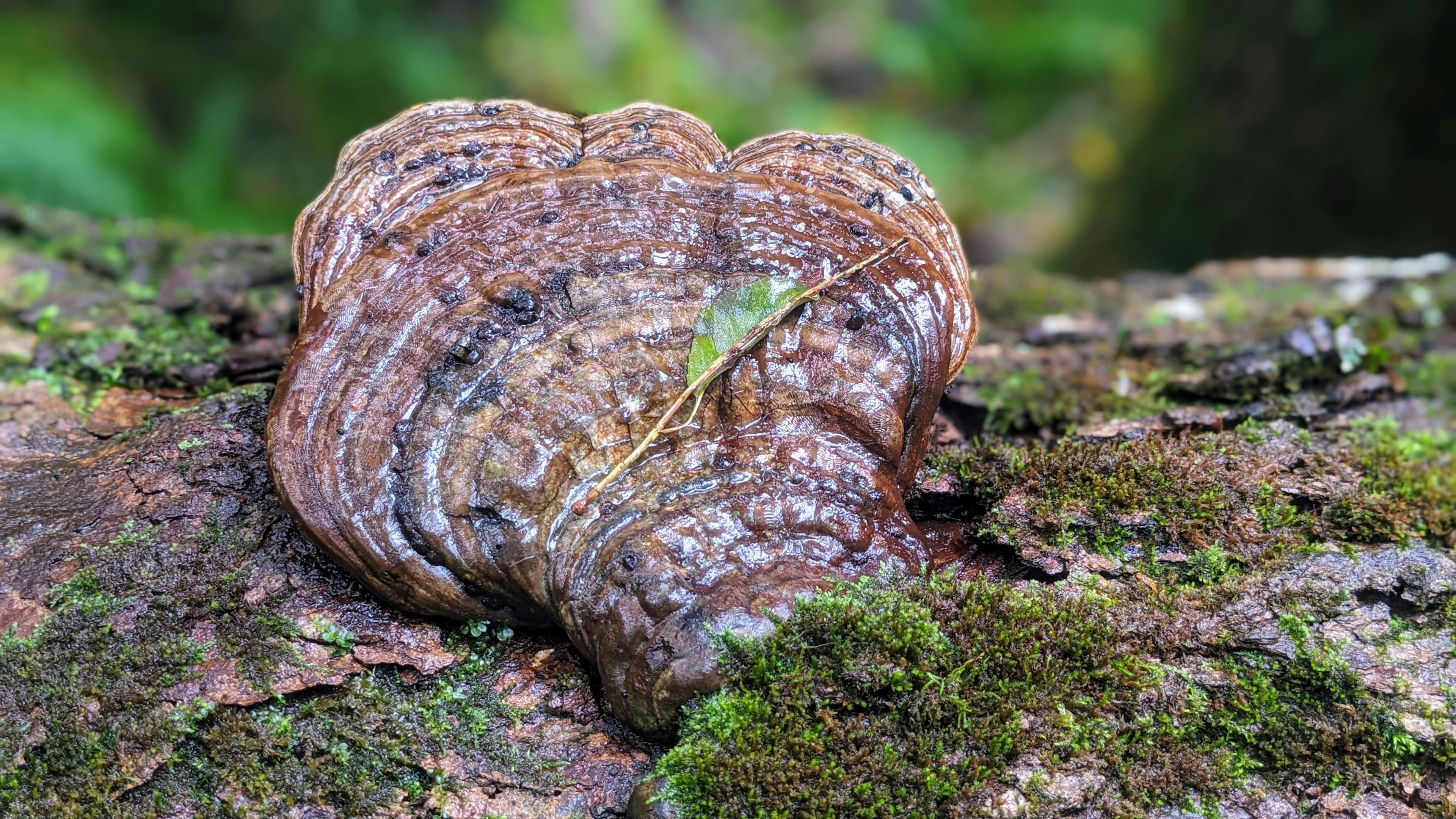 Reishi