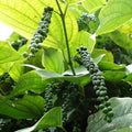 black-pepper3_f5c56a8b-6422-44f1-b966-f2db87ac9ca6.jpg