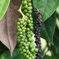 black-pepper4_1d41c0c6-68ca-4572-960e-76ef64f20bf4.jpg
