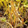blackbeans4_0696c5c9-4b01-4415-a138-2f9c0677ac28.jpg