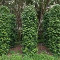 blackpepper2_75c23116-ddcc-4b94-9cb0-68fb94f2f330.jpg