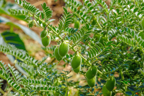 chickpeas2_84bb2dcd-2dd4-4d2f-9499-62b3a2df8ba6.jpg